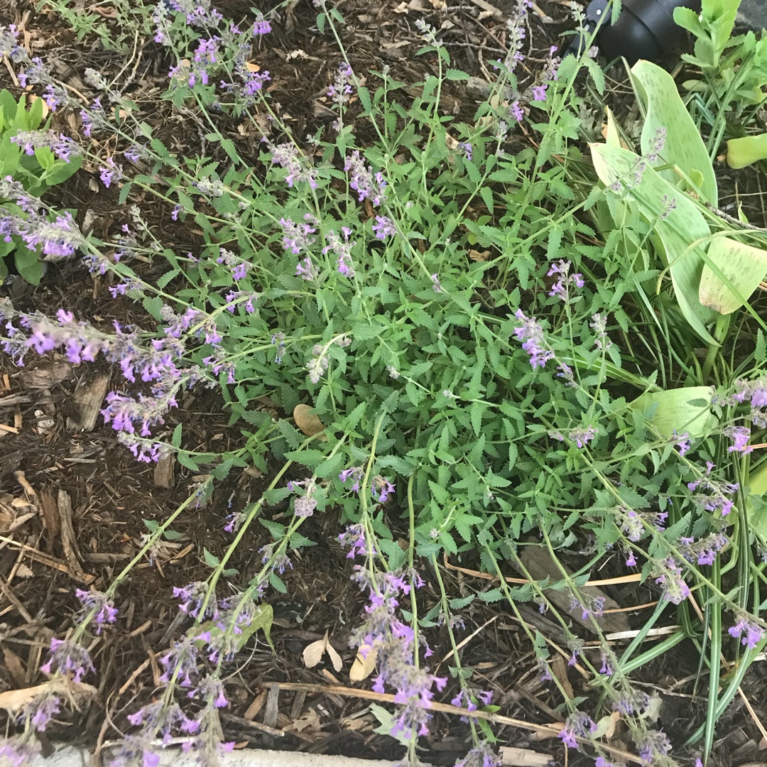 Catmint  Little Trudy™ in the GardenTags plant encyclopedia