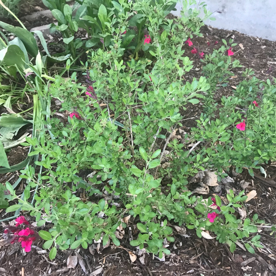 Salvia Furmans Red in the GardenTags plant encyclopedia