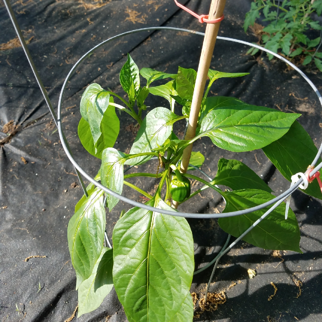 Sweet Pepper Admiral F1 in the GardenTags plant encyclopedia