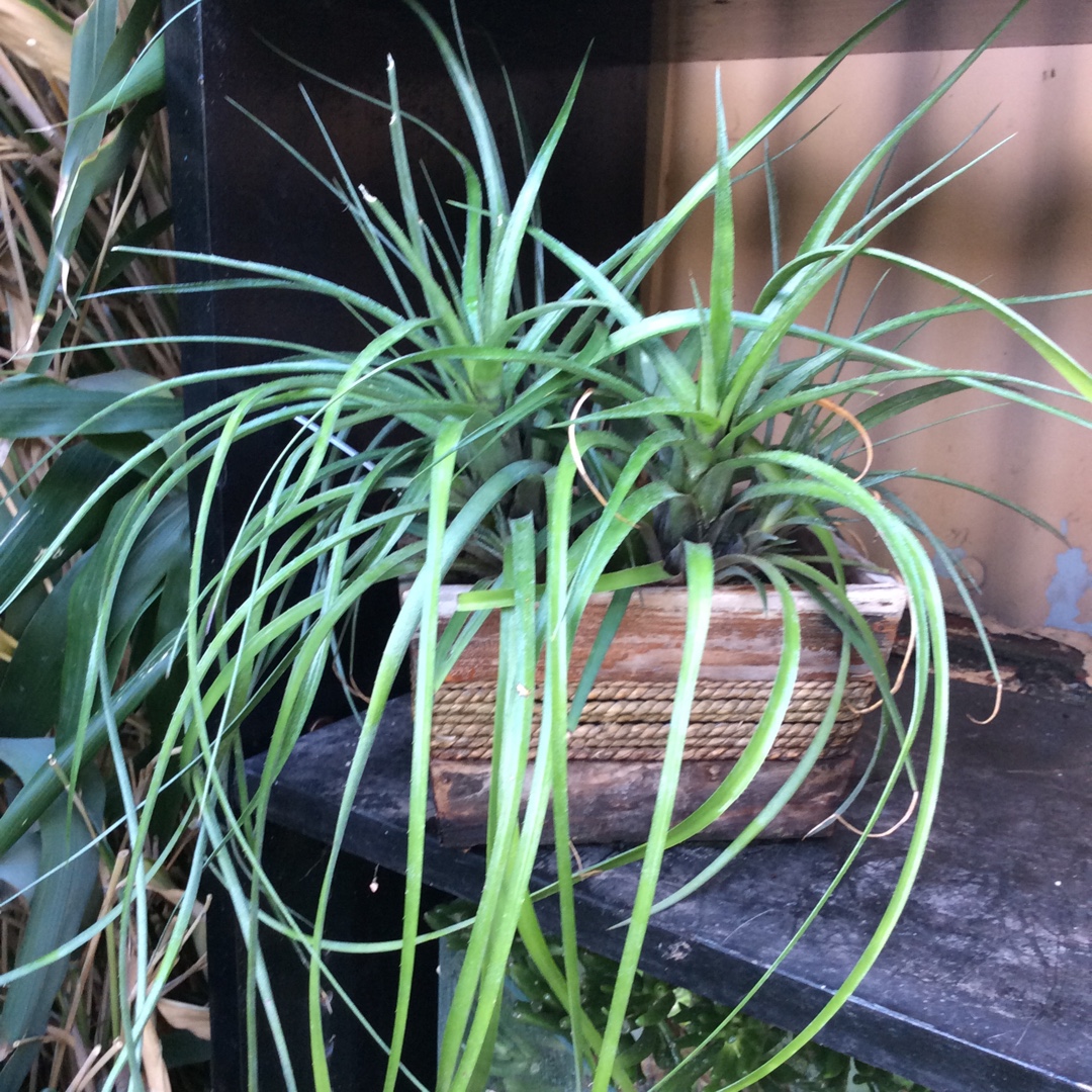 Aechmea Benrathii in the GardenTags plant encyclopedia