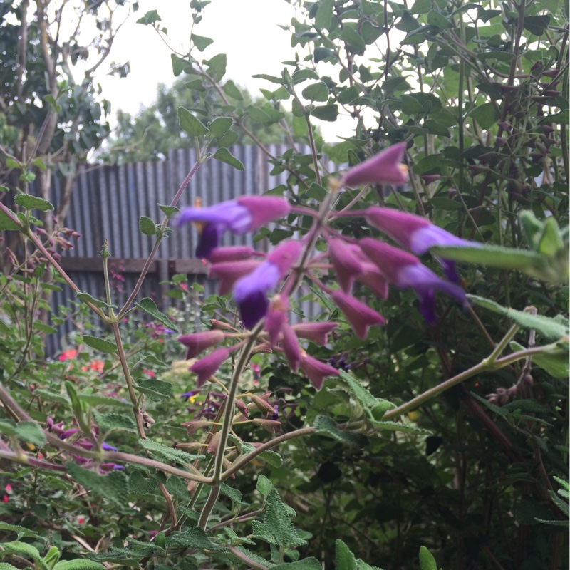 Pine Mountain Sage in the GardenTags plant encyclopedia