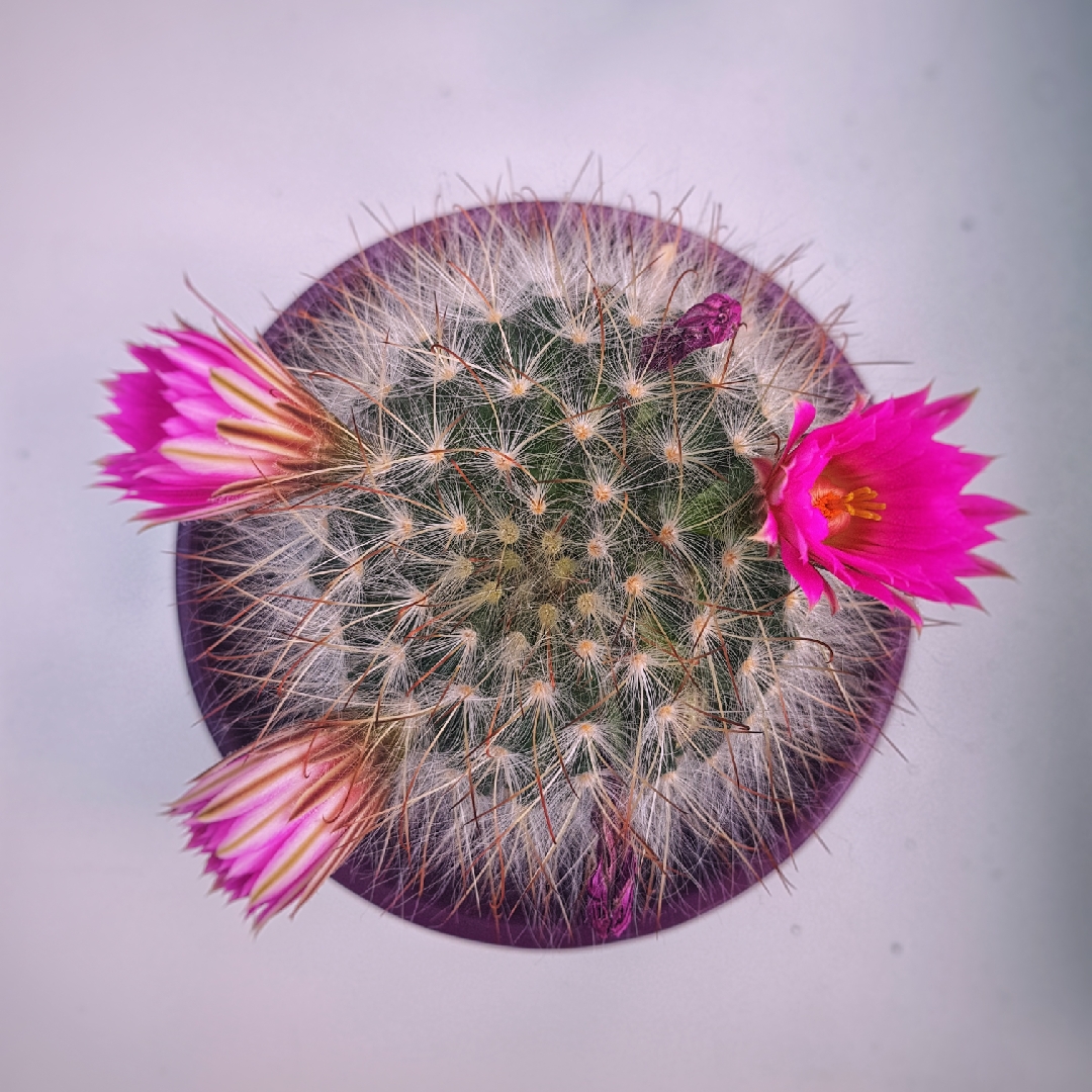 Mammillaria Robustior in the GardenTags plant encyclopedia