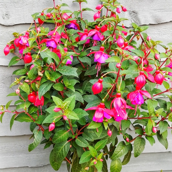 Fuchsia Beckie Lou in the GardenTags plant encyclopedia