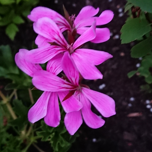 Pelargonium Decora Lilac (Ivy Leaved) in the GardenTags plant encyclopedia