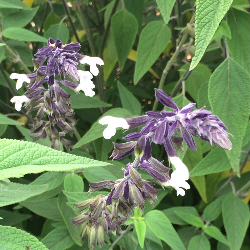 Salvia Megans Magic in the GardenTags plant encyclopedia