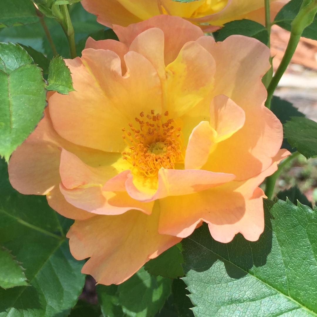 Rose Morden Sunrise (Shrub) in the GardenTags plant encyclopedia