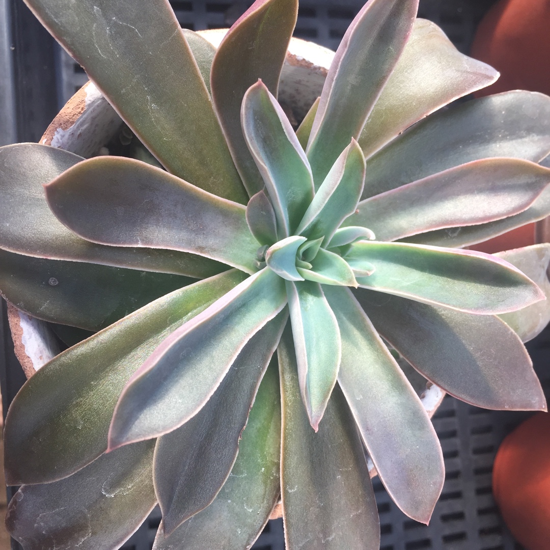 Echeveria Racemosa in the GardenTags plant encyclopedia