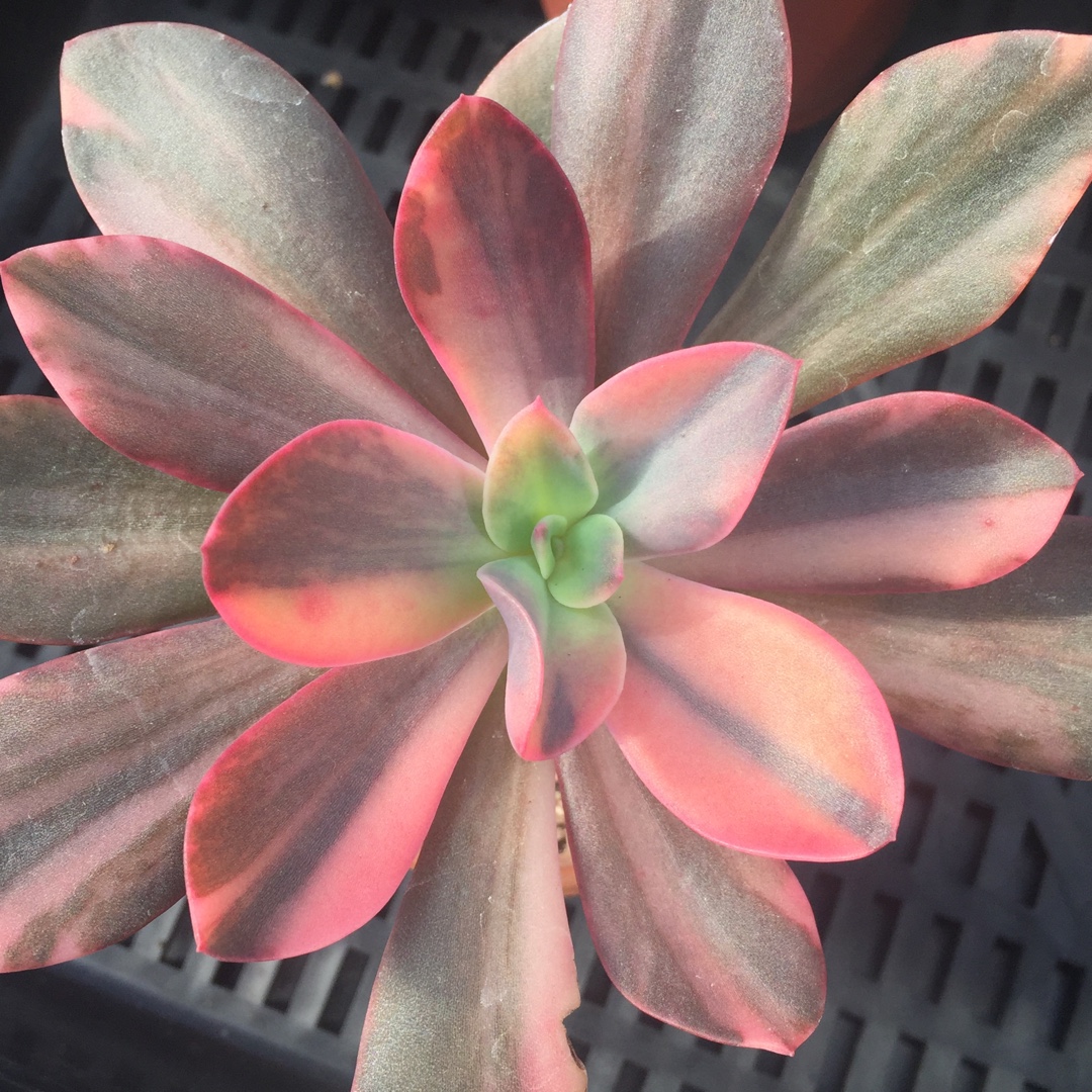 Echeveria Hanaikada Variegated Form in the GardenTags plant encyclopedia