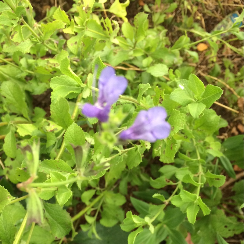 Salvia African Sky in the GardenTags plant encyclopedia