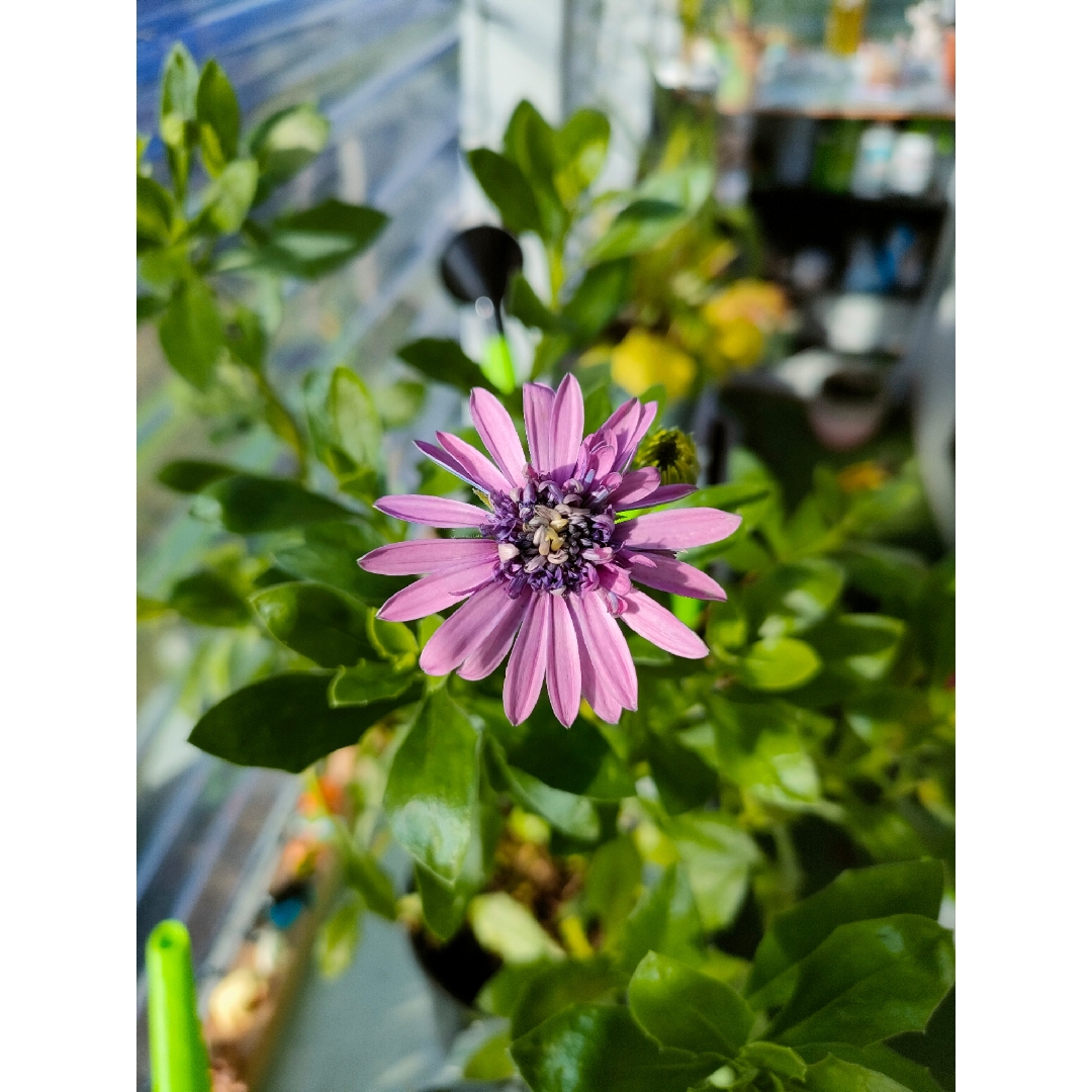 African Daisy 3D Pink (3D series) in the GardenTags plant encyclopedia