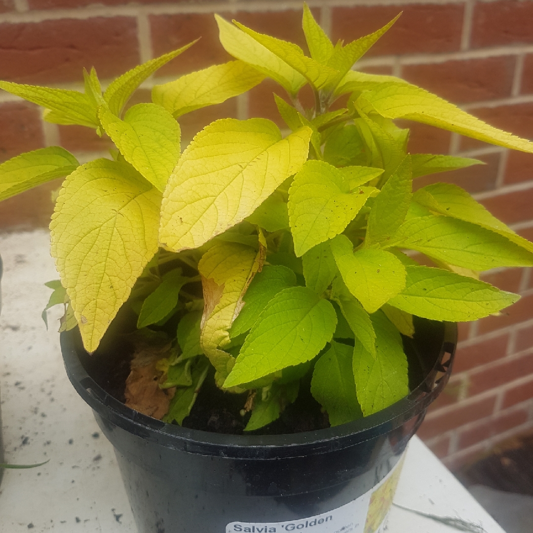 Golden Leaved Pineapple Sage in the GardenTags plant encyclopedia