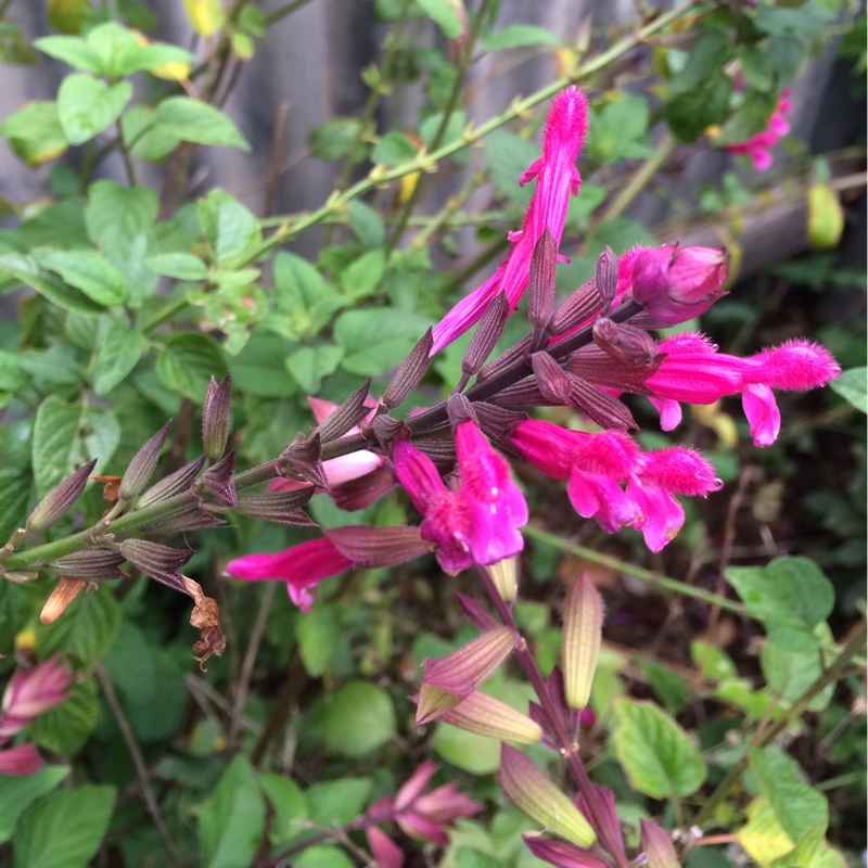 Rose Leaf Sage in the GardenTags plant encyclopedia