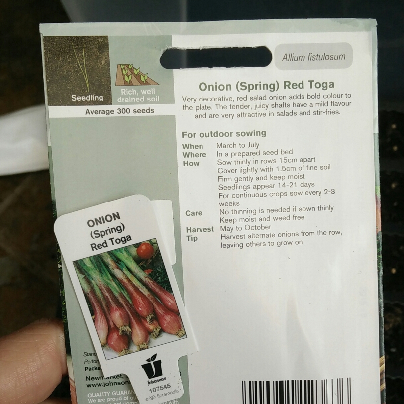 Spring Onion Red Toga in the GardenTags plant encyclopedia