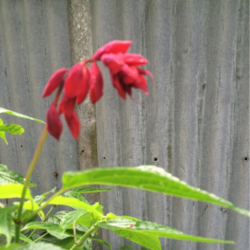 Salvia Van Houttei in the GardenTags plant encyclopedia