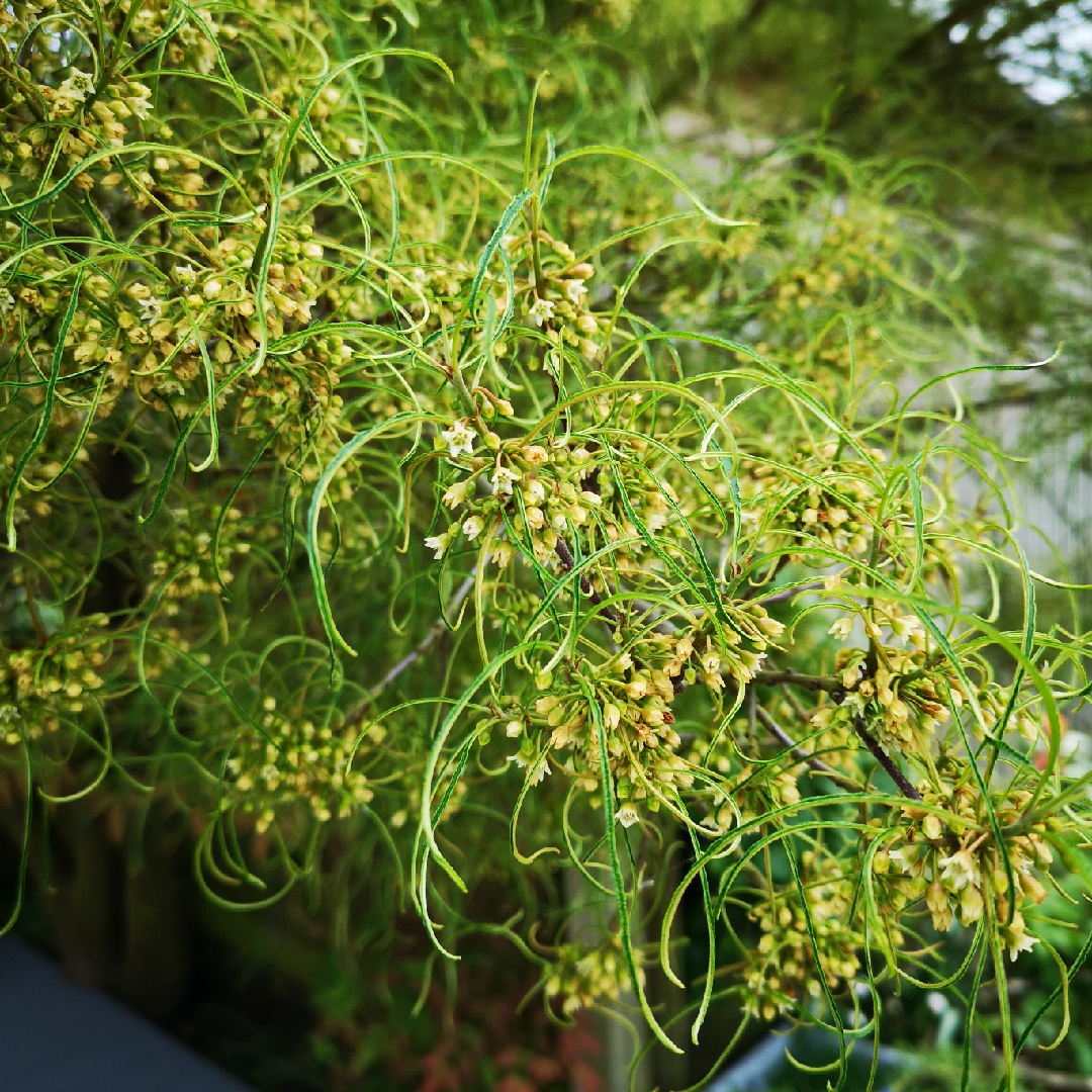 Fern leaved Buckthorn in the GardenTags plant encyclopedia