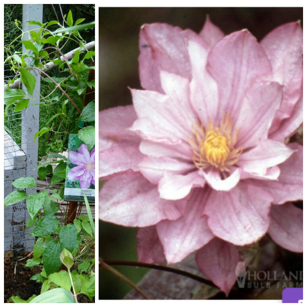 Clematis Proteus in the GardenTags plant encyclopedia