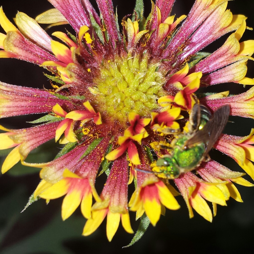 Blanket Flower Sundance Bicolor (Sundance Series) in the GardenTags plant encyclopedia