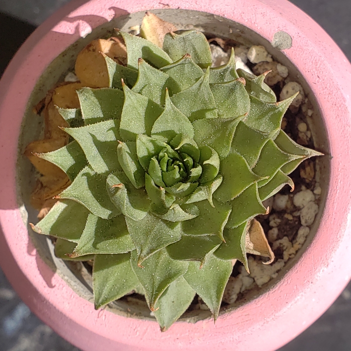 Sempvivum Red Beauty in the GardenTags plant encyclopedia