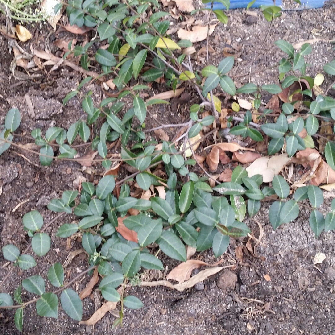 Asiatic Jasmine Flat Mat in the GardenTags plant encyclopedia