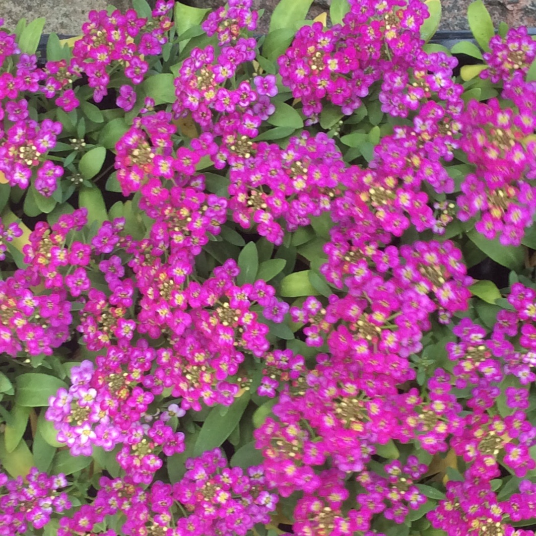 Sweet Alyssum Rosie ODay in the GardenTags plant encyclopedia