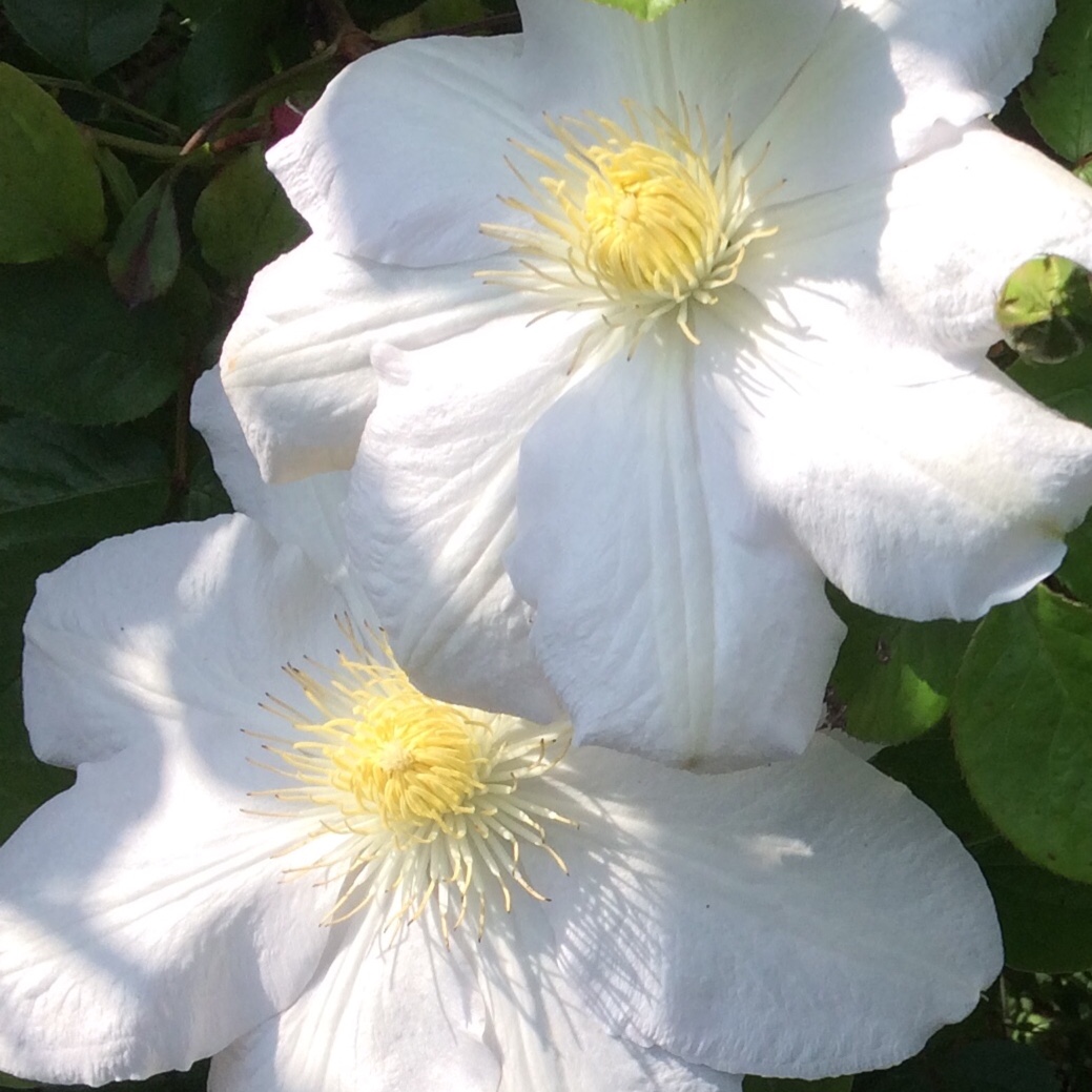 Clematis Asagasumi in the GardenTags plant encyclopedia