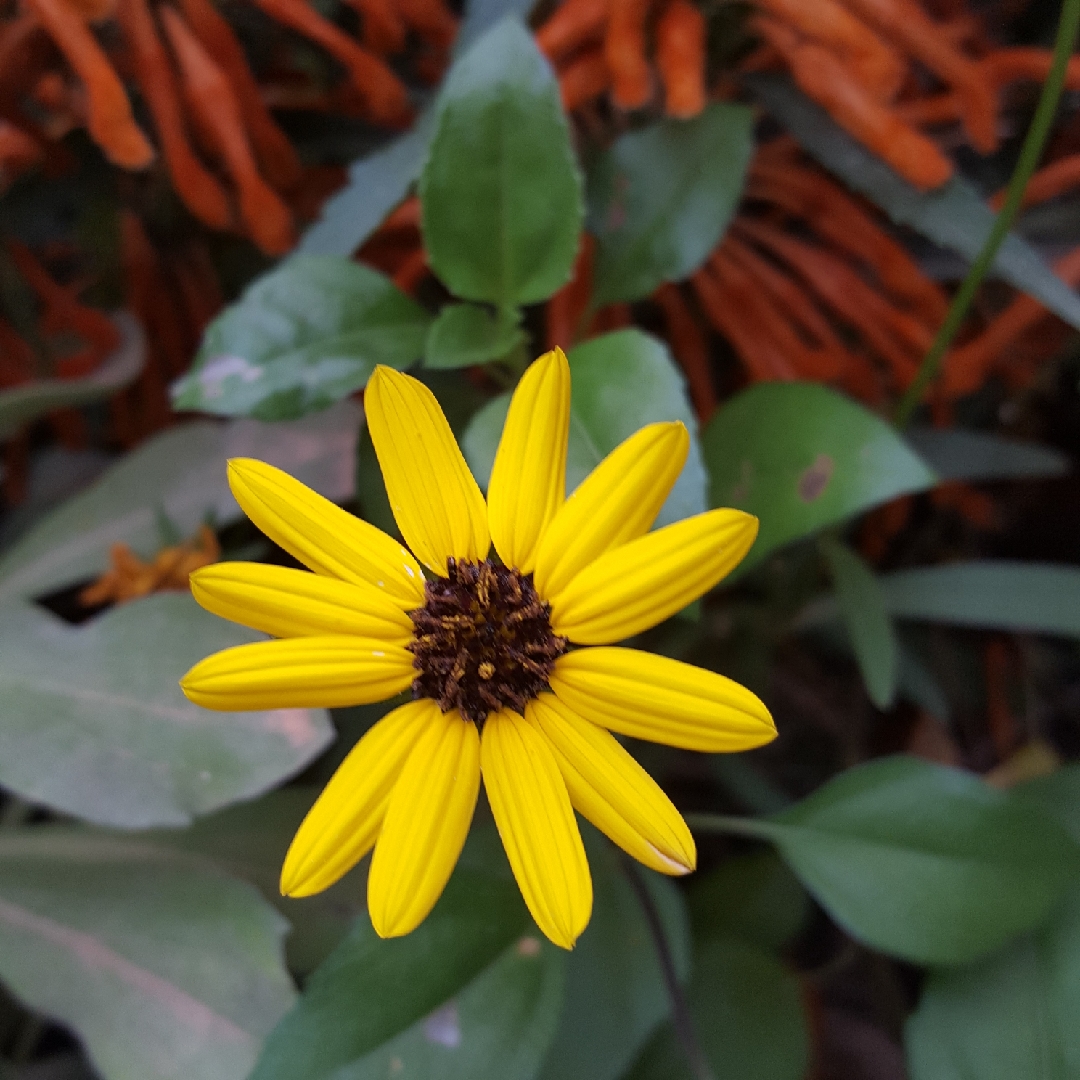 Cucumberleaf Sunflower in the GardenTags plant encyclopedia