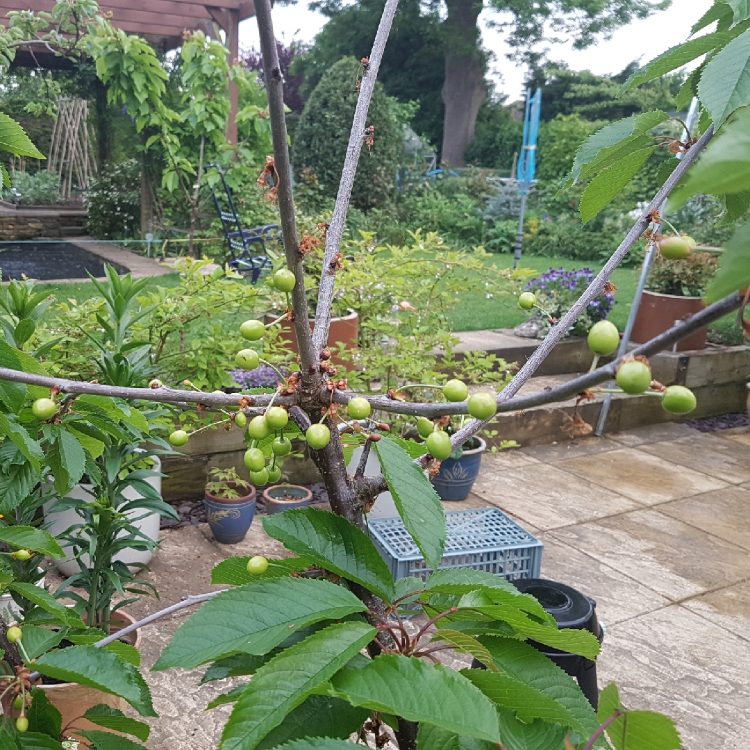 Cherry Tree Garden Bing in the GardenTags plant encyclopedia