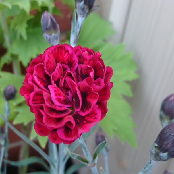 Pot Carnation Odessa Red in the GardenTags plant encyclopedia