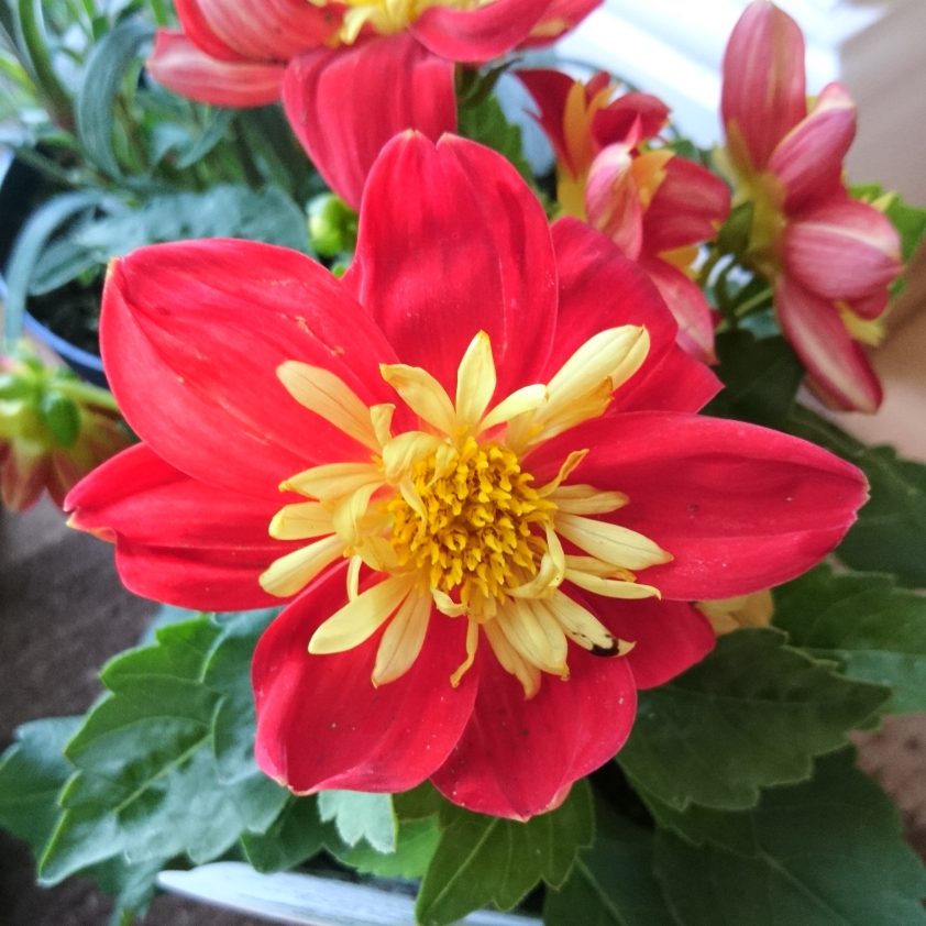 Dahlia Dahlietta Cindy (Bedding) in the GardenTags plant encyclopedia