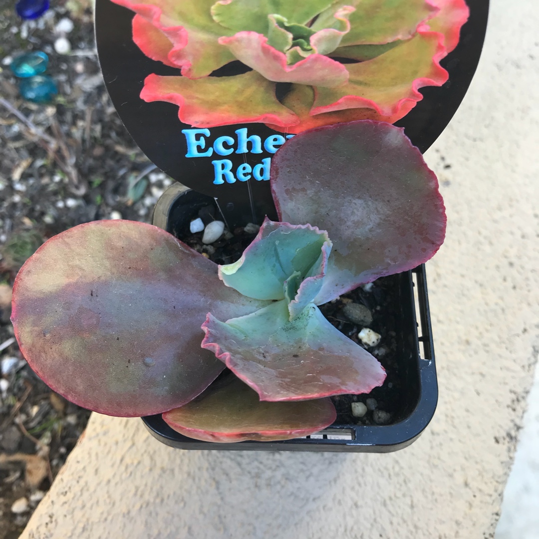 Echeveria Red Waves in the GardenTags plant encyclopedia