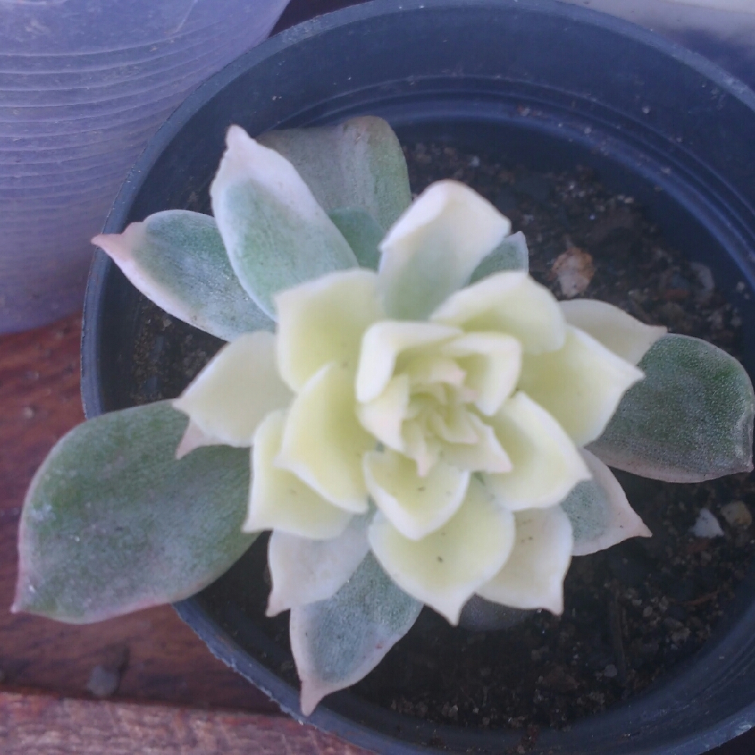 Echeveria Albicans Variegated in the GardenTags plant encyclopedia