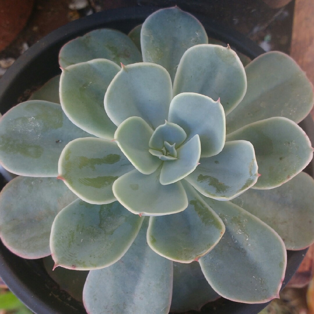 Echeveria Peruana in the GardenTags plant encyclopedia