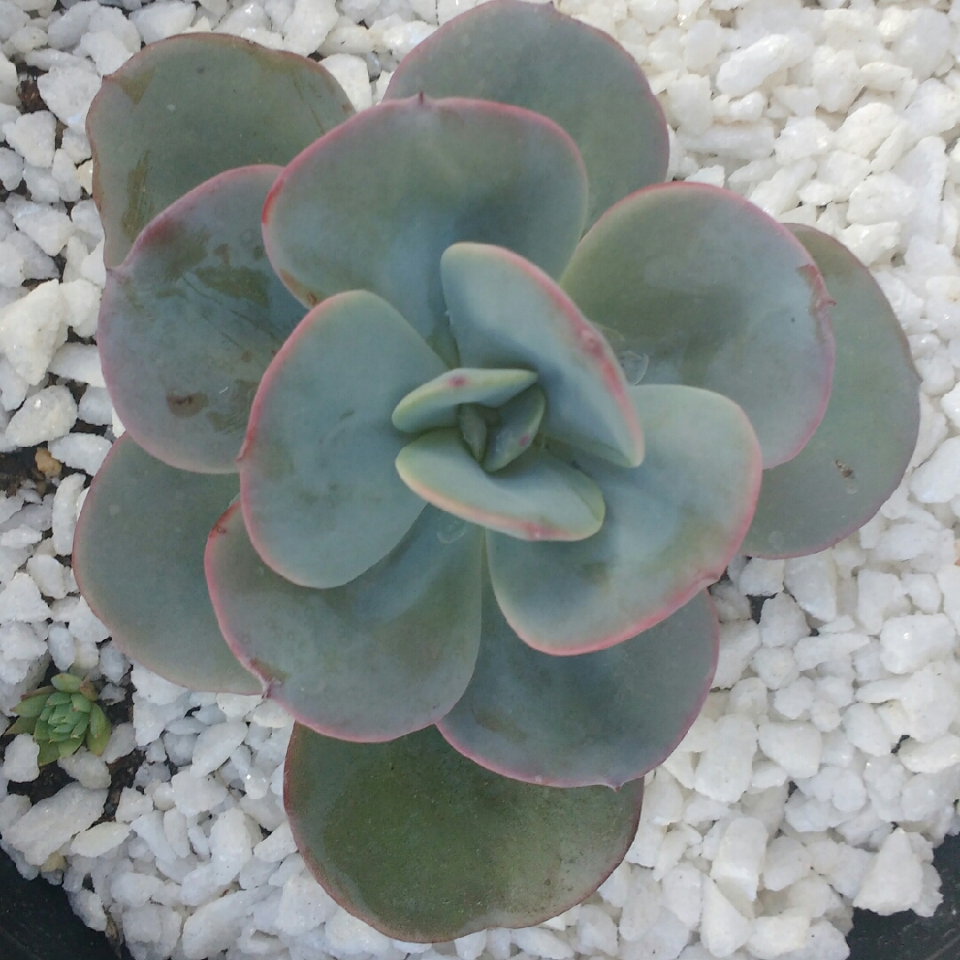 Echeveria Gila in the GardenTags plant encyclopedia