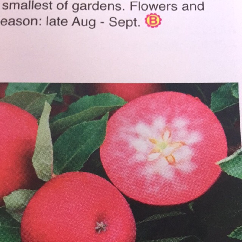 Apple Rosette in the GardenTags plant encyclopedia