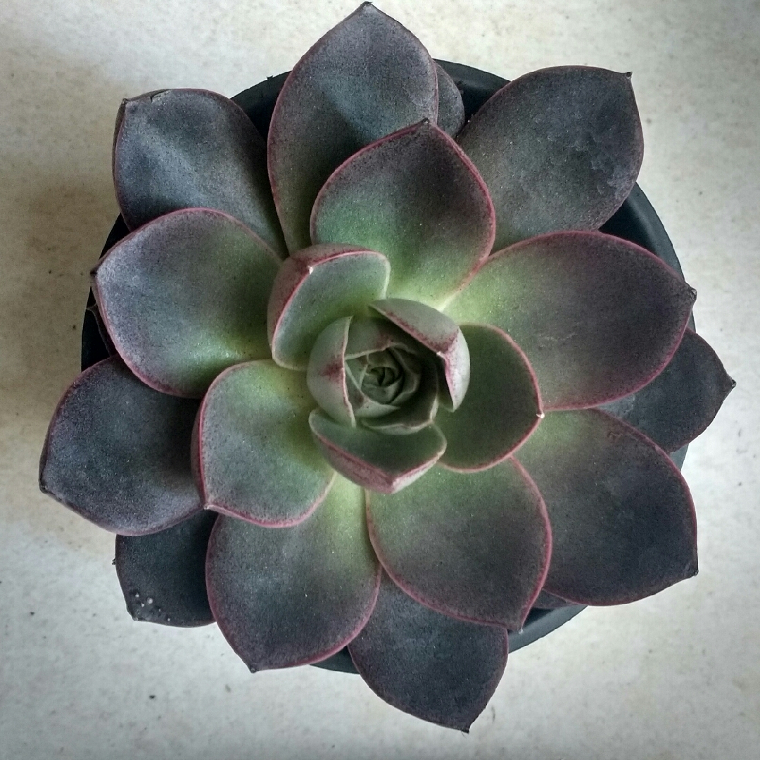 Echeveria Punita in the GardenTags plant encyclopedia