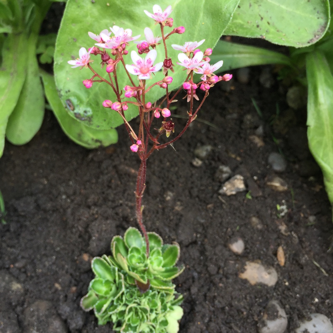 Saxifrage in the GardenTags plant encyclopedia