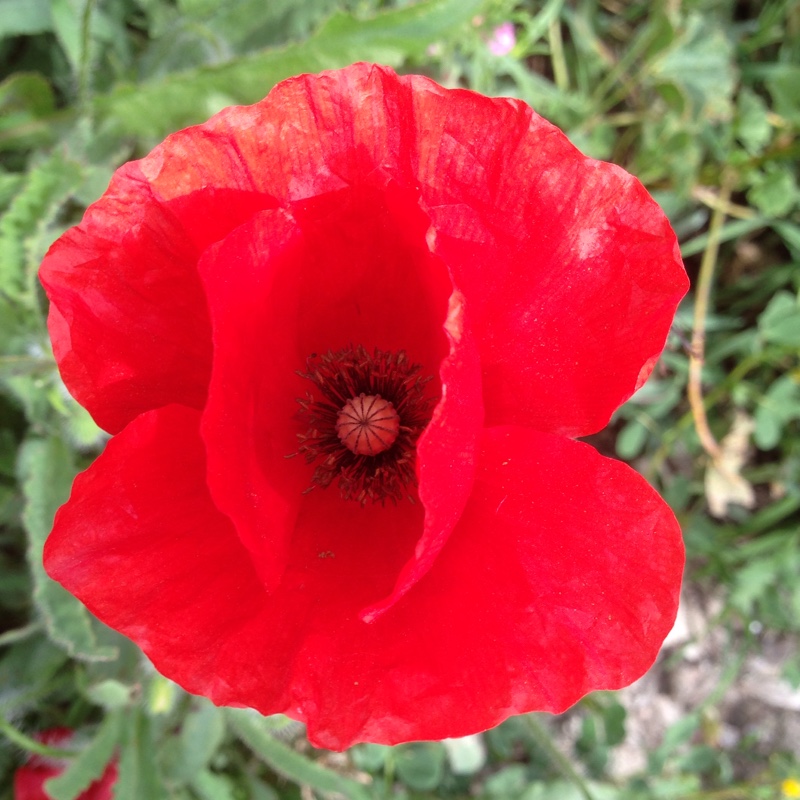 Long headed poppy in the GardenTags plant encyclopedia