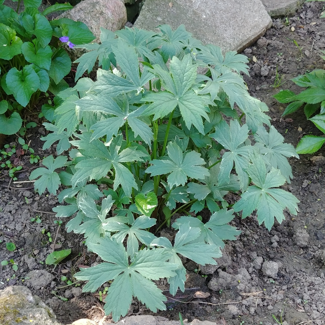 Masterwort Vanilla Gorilla in the GardenTags plant encyclopedia