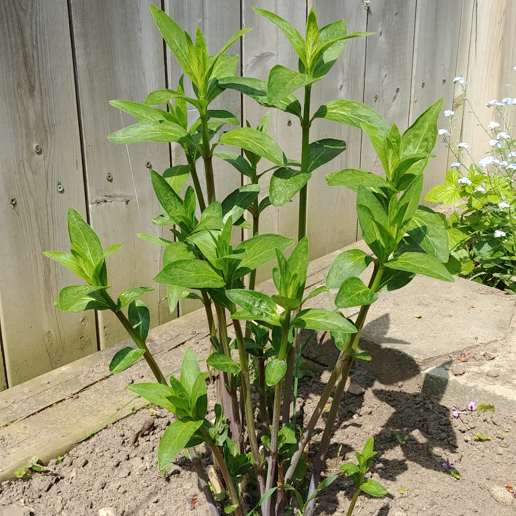 Milkweed Soulmate in the GardenTags plant encyclopedia