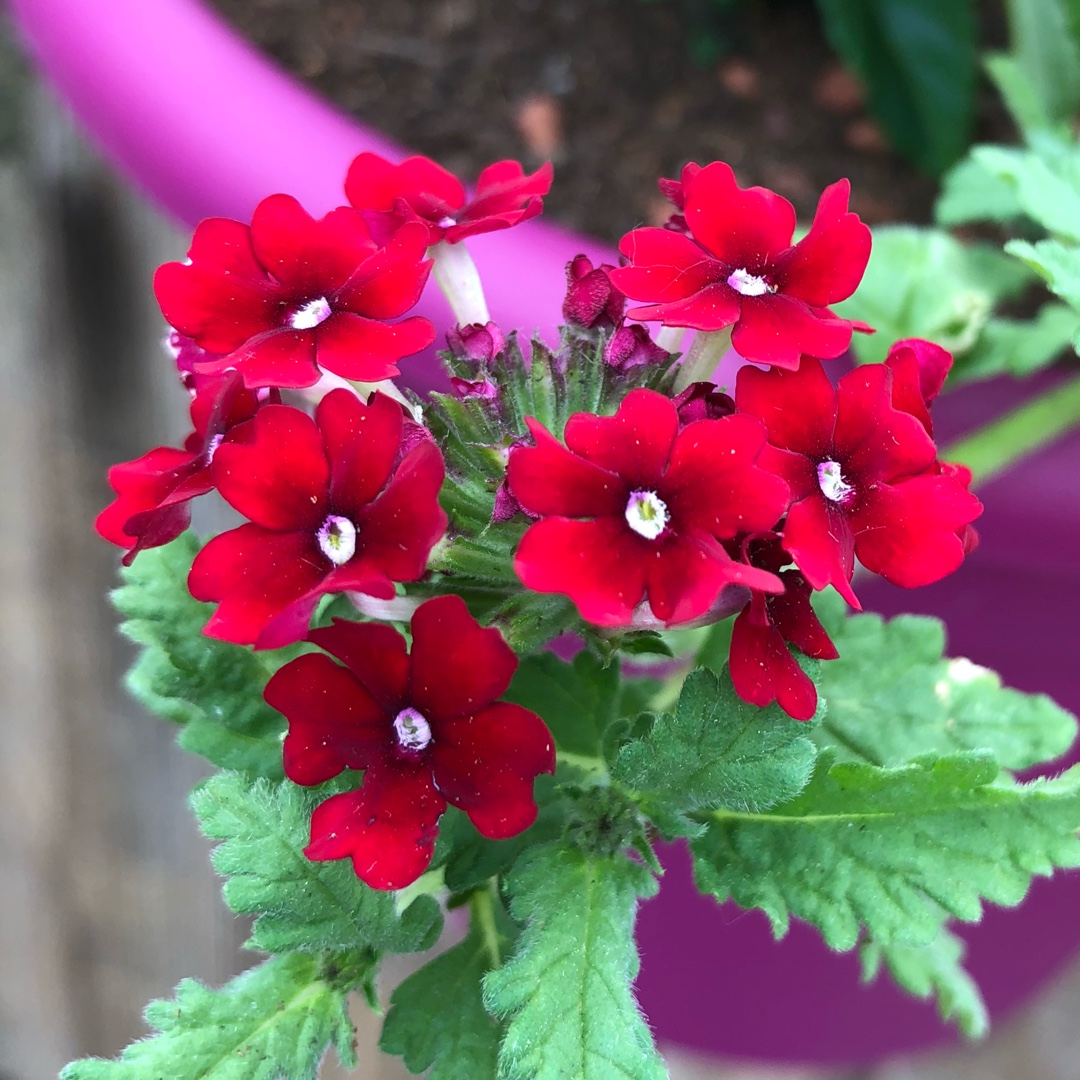 Verbena Venturi® Red in the GardenTags plant encyclopedia