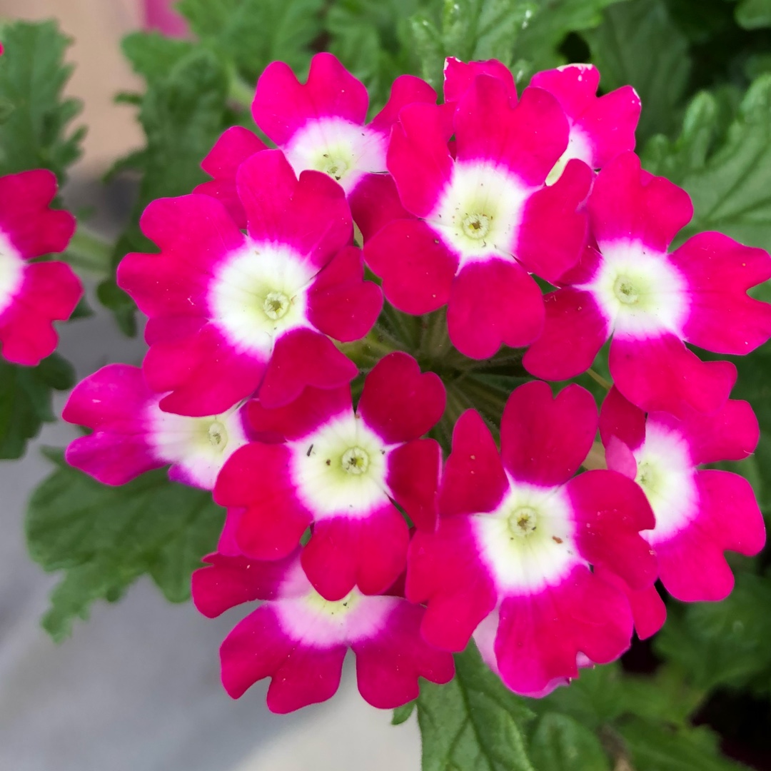 Verbena Venturi® Cherry Eye in the GardenTags plant encyclopedia