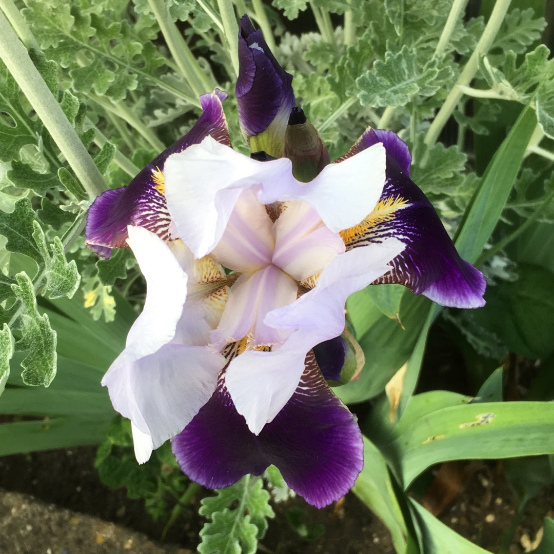 Bearded Iris Braithwaite (Tall) in the GardenTags plant encyclopedia