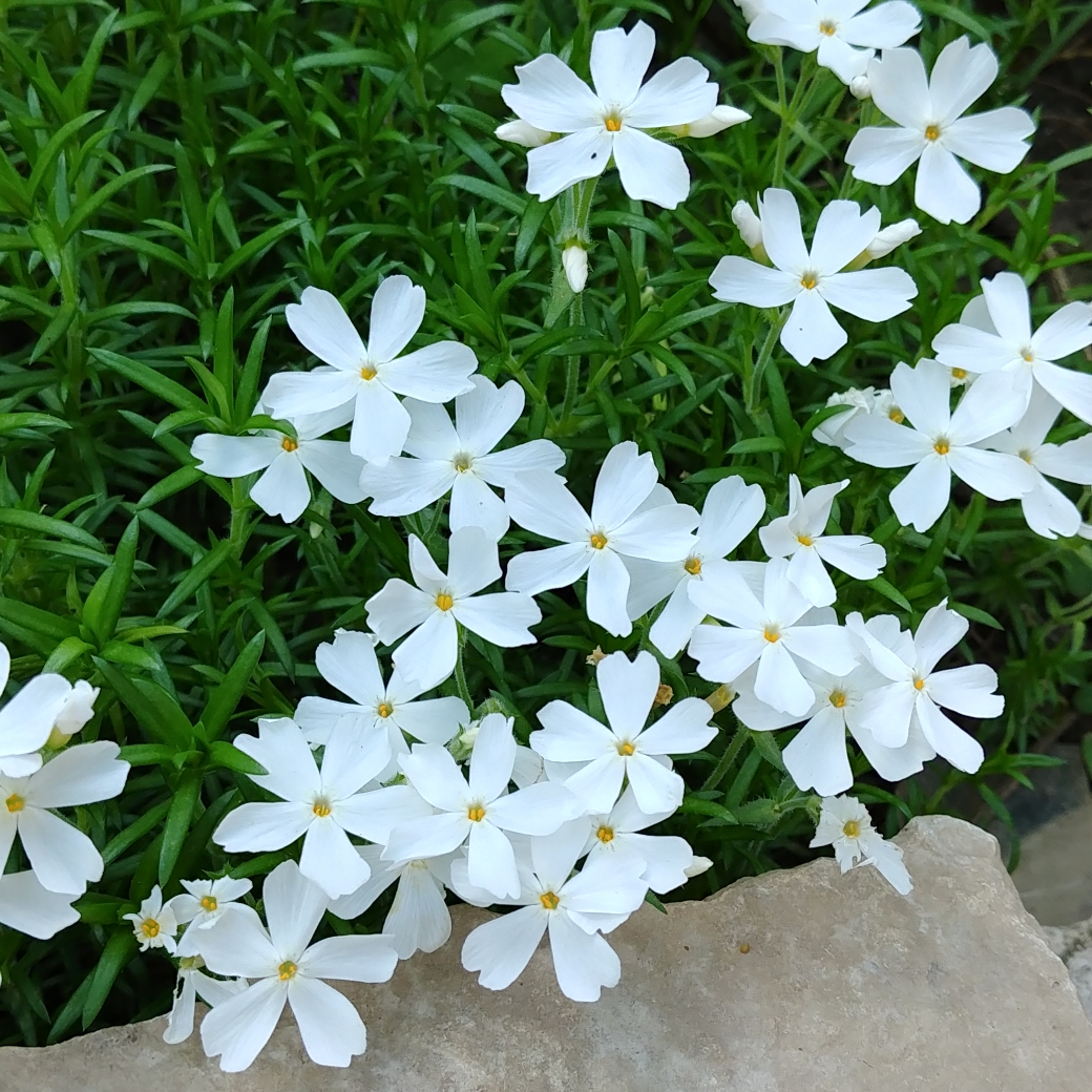 Moss Phlox Snowflake in the GardenTags plant encyclopedia