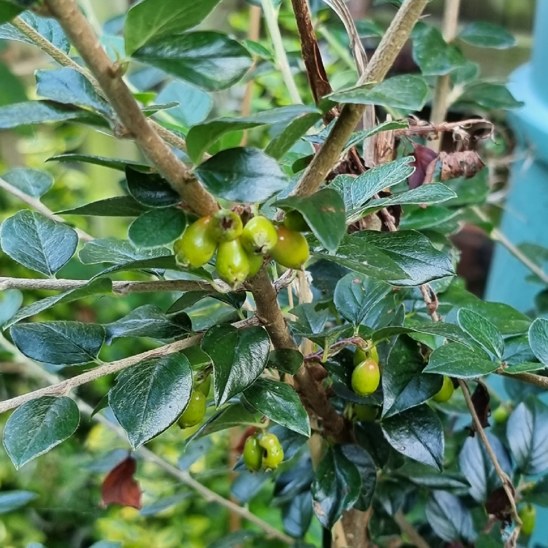 Franchets Cotoneaster in the GardenTags plant encyclopedia