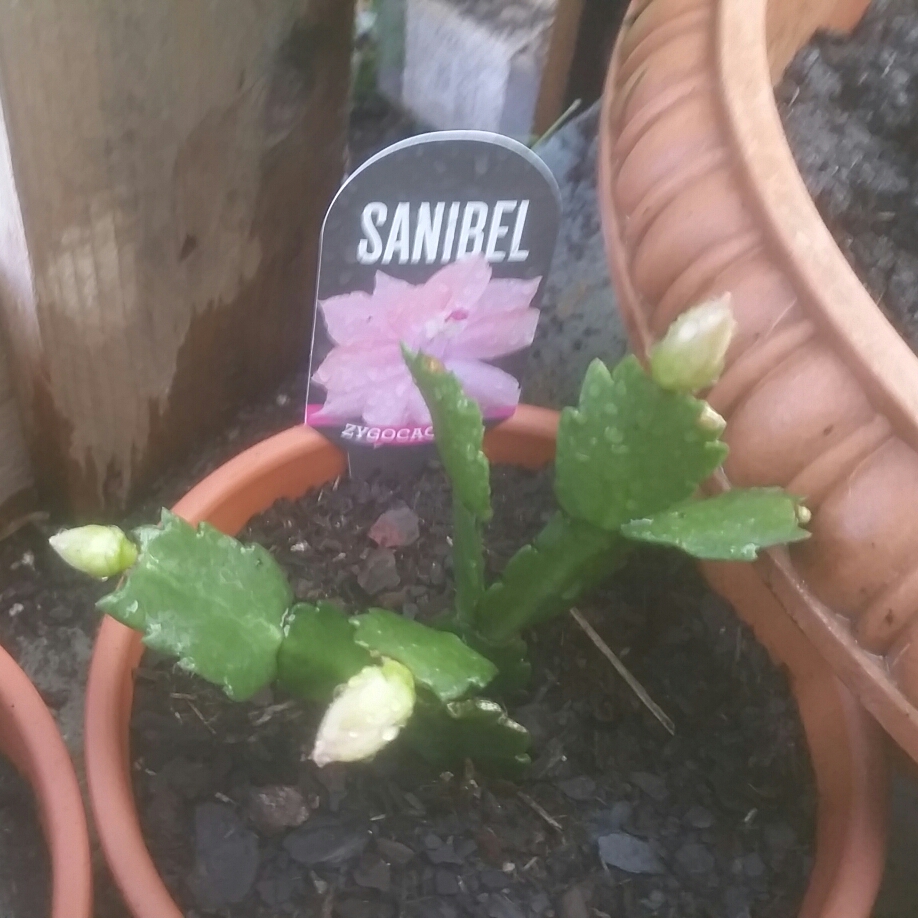 Zygocactus Sanibel in the GardenTags plant encyclopedia