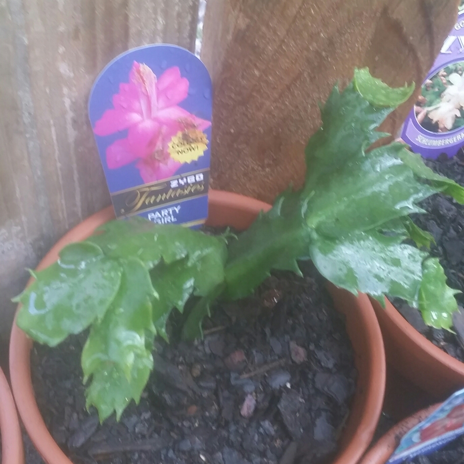 Zygocactus Party Girl in the GardenTags plant encyclopedia