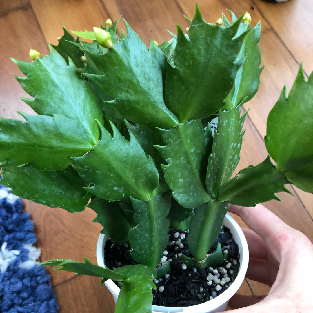 Schlumbergera White Fantasy, Zygocactus 'White Fantasy' in GardenTags ...