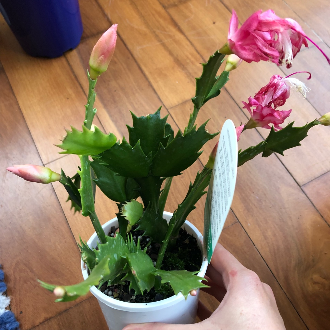 Zygocactus Cecilia in the GardenTags plant encyclopedia