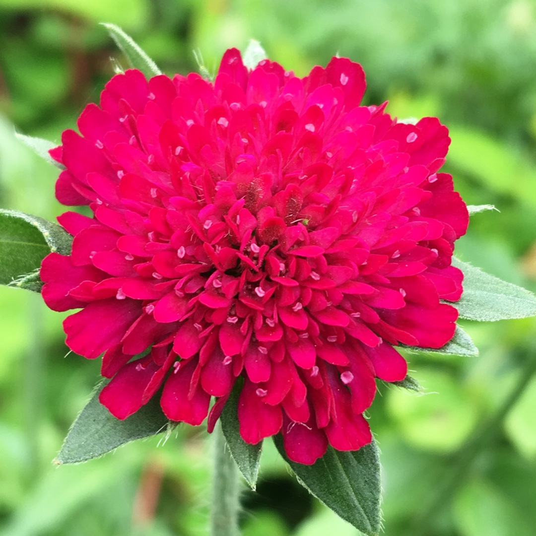 Scabious Scarlet in the GardenTags plant encyclopedia