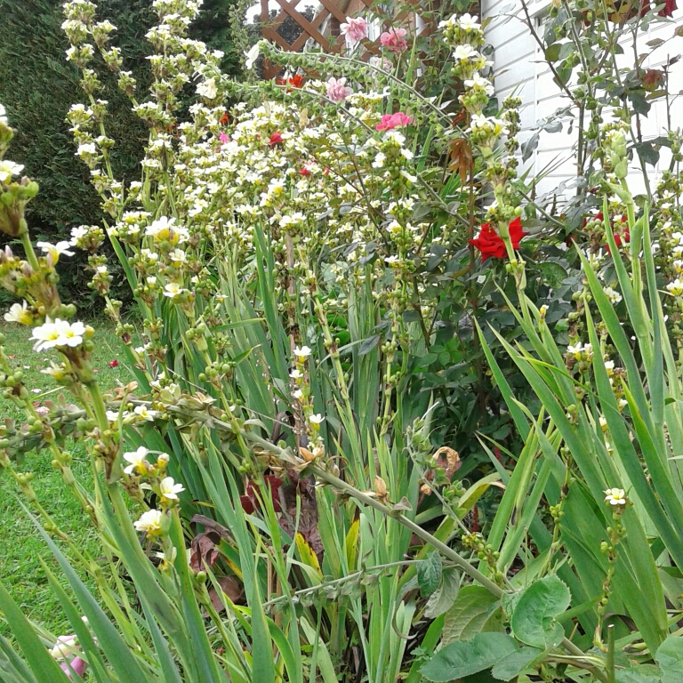 Yellow Eyed Grass Variegatum in the GardenTags plant encyclopedia